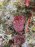 Thumbnail for Banksia nutans