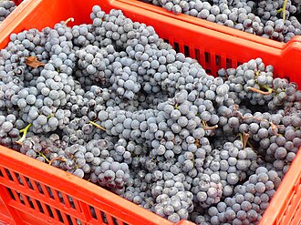 In the early 21st century, DNA analysis revealed that Brugnola has a close parent-offspring relationship with the Piemontese wine grape Nebbiolo (pictured). Basket or "cassette" of nebbiolo.jpg