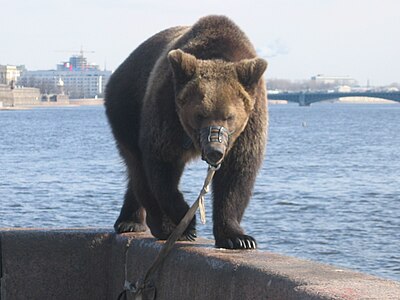 Bear (Ursus arctos) in St Petersburg, April 2005.jpg