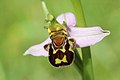 Bee Orchid - Ophrys apifera (14301039841).jpg