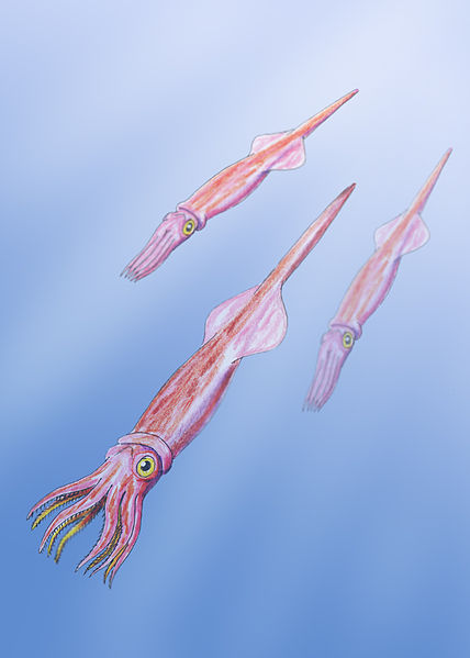 Reconstruction of a typical belemnite