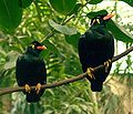 Common hill myna