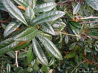 Berberis julianae