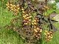 Berberis thunbergii