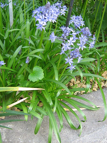 Hyacinthoides paivae