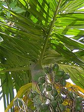 Cornerstone of the Shimoga district's agrarian economy: the arecanut.