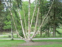 Betula