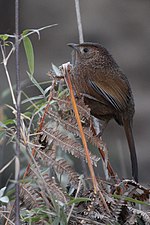 Thumbnail for Bhutan laughingthrush