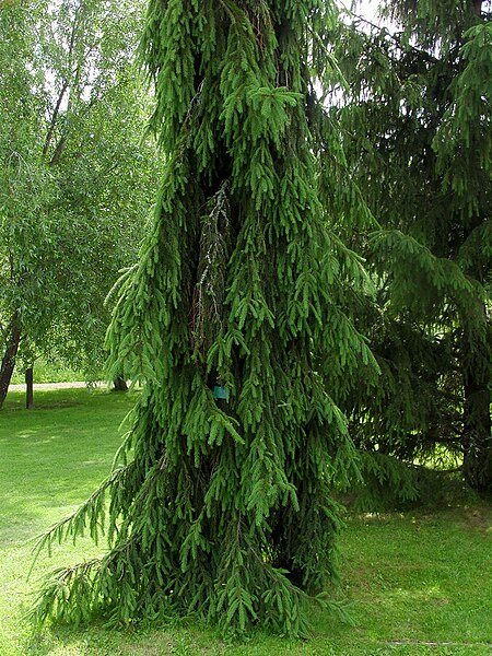 File:Bicea abies f. condensata.jpg