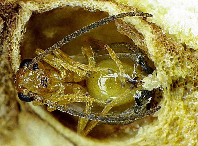 File:Biorhiza pallida hatching.jpg