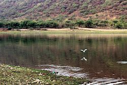Pták v jezeře Badi.jpg