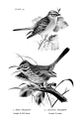 Melospiza melodia (common: Song Sparrow) Plate 30, No. 1. in: Birdcraft, 1897