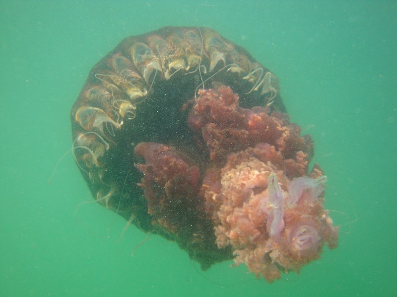 File:Black sea nettle in San Diego Bay 3.jpg