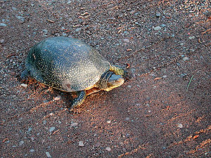 American pond turtle