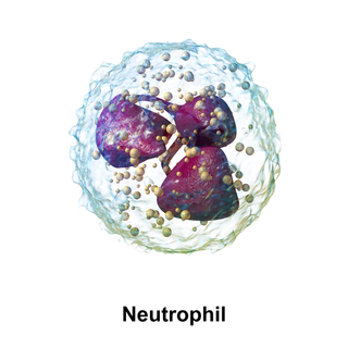 Blausen 0676 Neutrophil.png