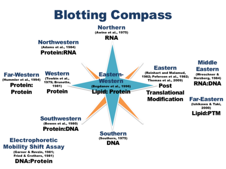 Blot (biology)