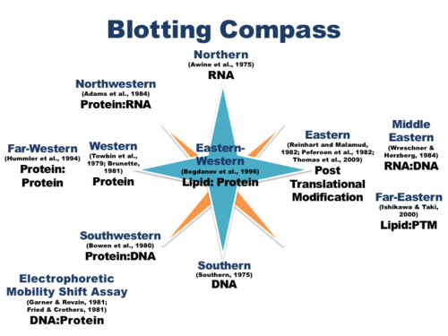 A compass of molecular probes Blotting Compass for Molecular Probes.png