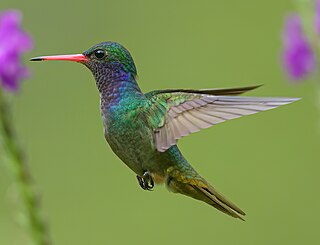 <span class="mw-page-title-main">Blue-throated goldentail</span> Species of bird