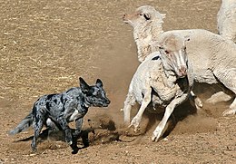 A Blue Merle short coat heading sheep Blue merle koolie short coat heading sheep.jpg