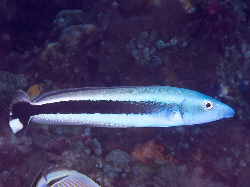 File:Blue tilefish (Malacanthus latovittatus) (49188237391).jpg