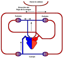 longitud altura resultado Aparato circulatorio - Wikipedia, la enciclopedia libre