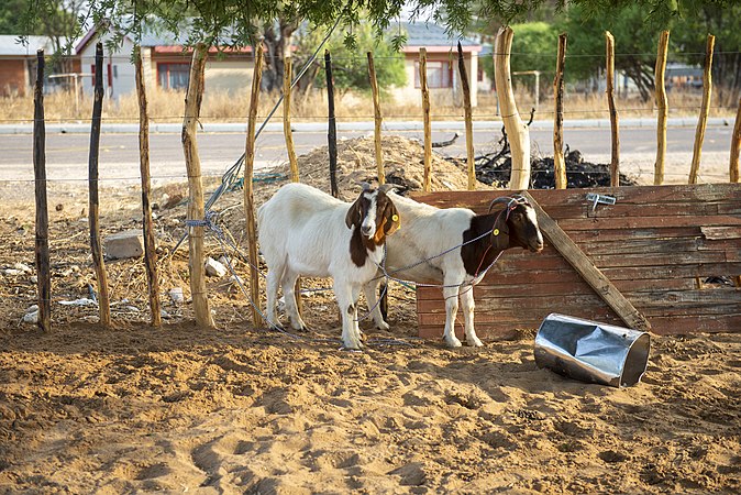 1st :Bogadi goats in Kang.jpg/ by User:Oratile Leipego