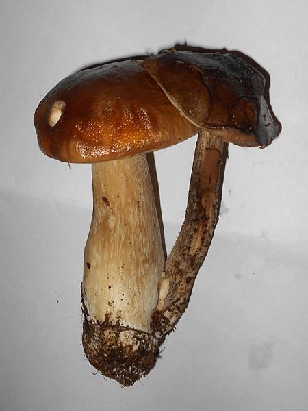 File:Boletus edulis y leccinum scabrum.jpg