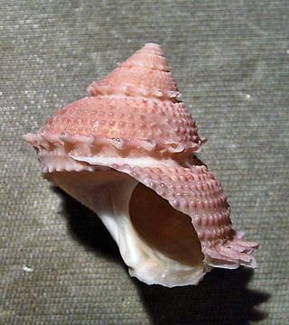 <i>Bolma henica</i> Species of gastropod