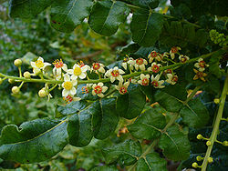 Image result for Frankincense (Boswellia thurifera)