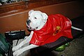 Boxer with symbol of the Flag of the United States Marine Corps.jpg