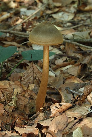 <i>Xerula</i> Genus of fungi