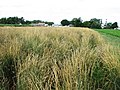 A breeding nursery of intermediate wheatgrass