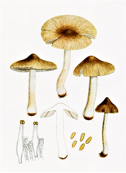 File:Bresadola - Inocybe rimosa.png