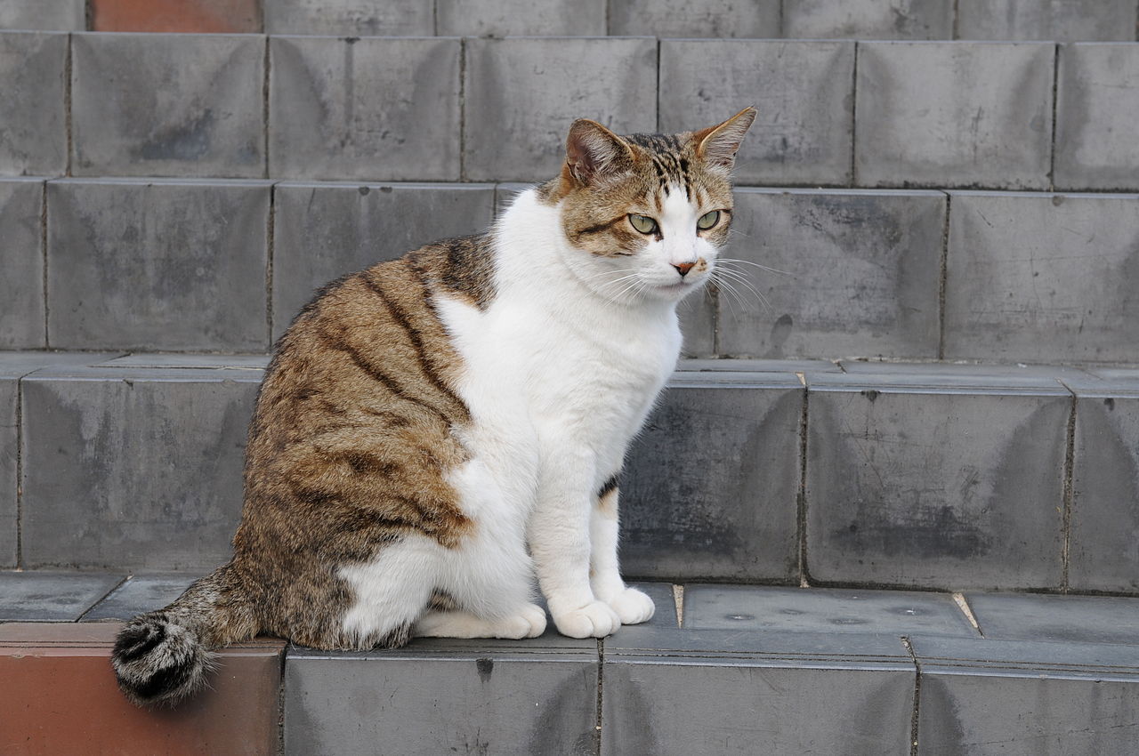 File:Brown and white tabby cat with green eyes-Hisashi-03 ...