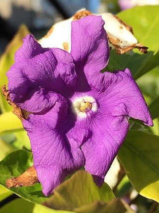 <i>Brunfelsia</i> Genus of flowering plants