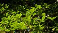 Buchenavia tetraphylla (Aubl.) R.A.Howard - Flickr - Alex Popovkin, Bahia, Brazil (5).jpg