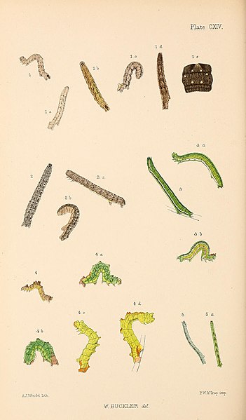 File:Buckler W The larvæ of the British butterflies and moths PlateCXIV.jpg