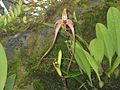 Bulbophyllum echinolabium