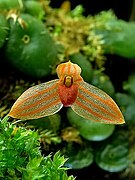 Bulbophyllum moniliforme