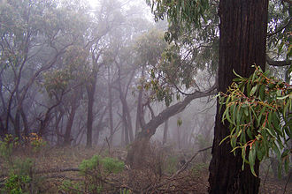 Mediterranean eucalypt forest in Australia Bush in fog.jpg