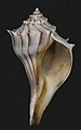 Vista inferior de uma concha de Busycon carica (Gmelin, 1791), um Buccinidae distribuído do Massachusetts ao sudoeste da Flórida, leste dos EUA; antes pertencente à família Melongenidae.[1][10]