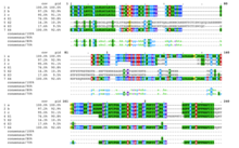 Multiple sequence alignment of all C6orf10 human isoforms. This image was generated using Clustal W and M view. C6orf10 Isoform a MSA 1.png
