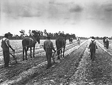 A South Carolina cotton field in 1932 CDHistory1-975 - Flickr - USDAgov.jpg