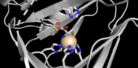 Active site of CDO, with iron (II) bound to cysteine substrate and key residues highlighted. Generated from 2IC1. CDO active site.png