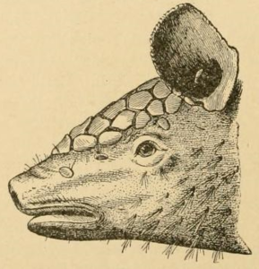 Cabassous centralis (Miller, 1899) head from side.png