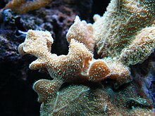 Kaktüs Coral.jpg