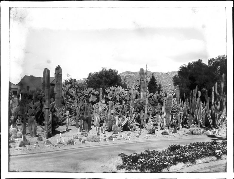 File:Cactus garden at Riverside, California, ca.1920 (CHS-1557).jpg