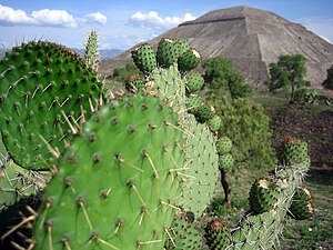 Teotihuacán