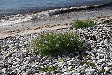 Lepidium latifolium on the Kattegat Cakile maritima habitat.jpg