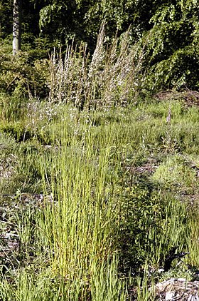 Skovrørhvene (Calamagrostis.arundinacea).